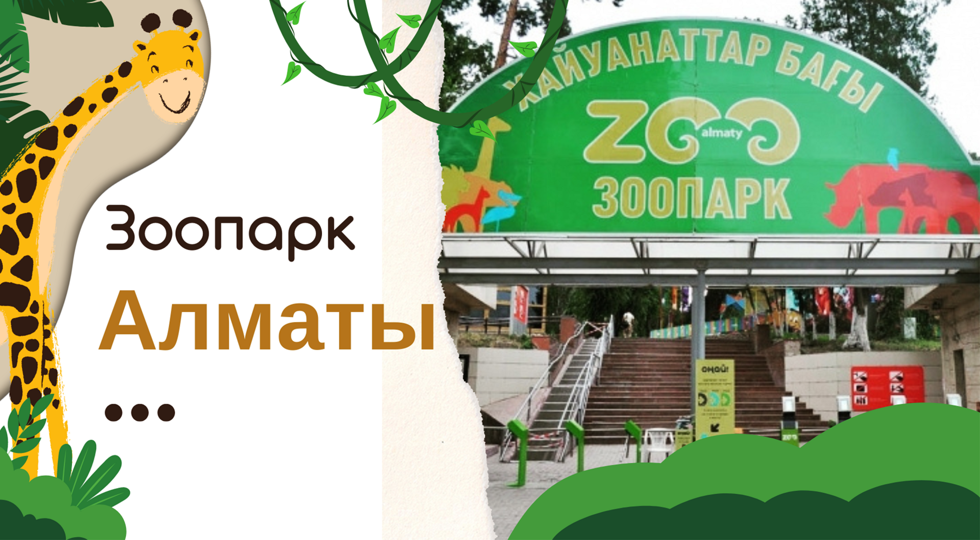Зоопарк Алматы: отзыв с фото и видео, интересные факты о животных
